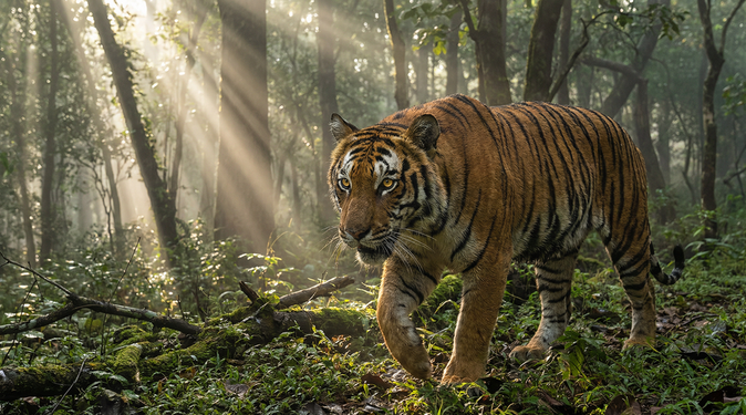 麻豆视频老虎视频
